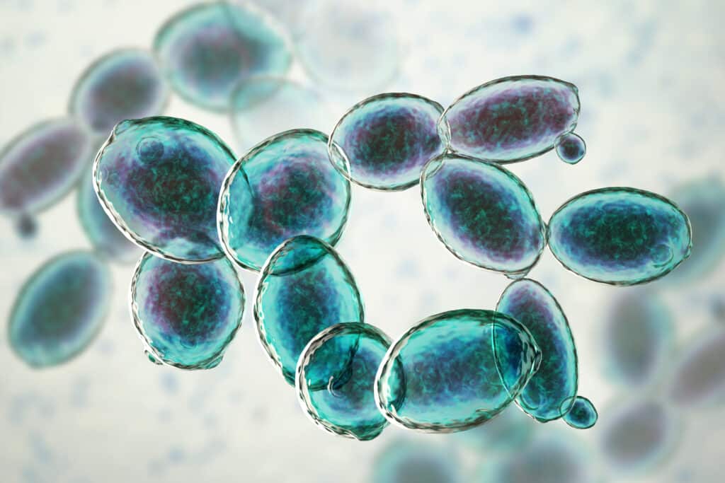 optimal ethanol fermentation yeast choice